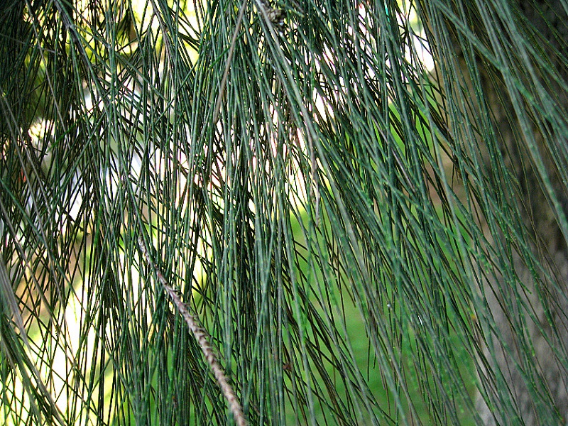 Image of Casuarina cunninghamiana specimen.