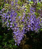 Bolusanthus speciosus