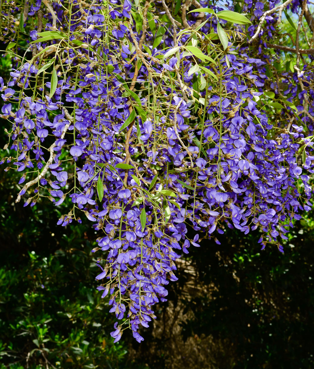 Изображение особи Bolusanthus speciosus.