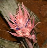 Aechmea fasciata. Соцветие. Израиль, Шарон, г. Герцлия, во дворе. 16.07.2017.