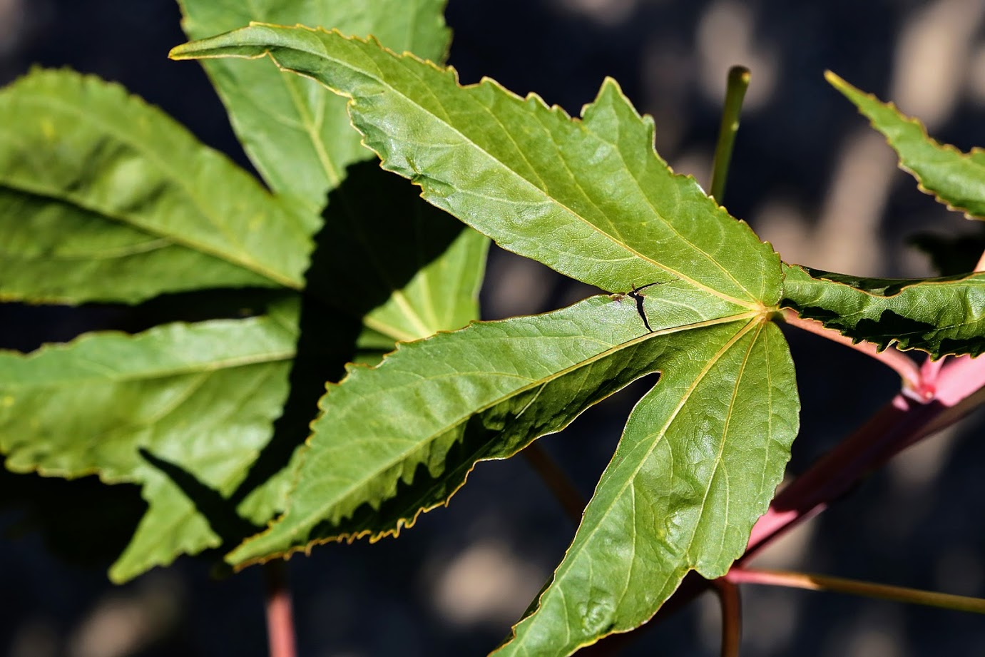 Image of Hibiscus × hybridus specimen.