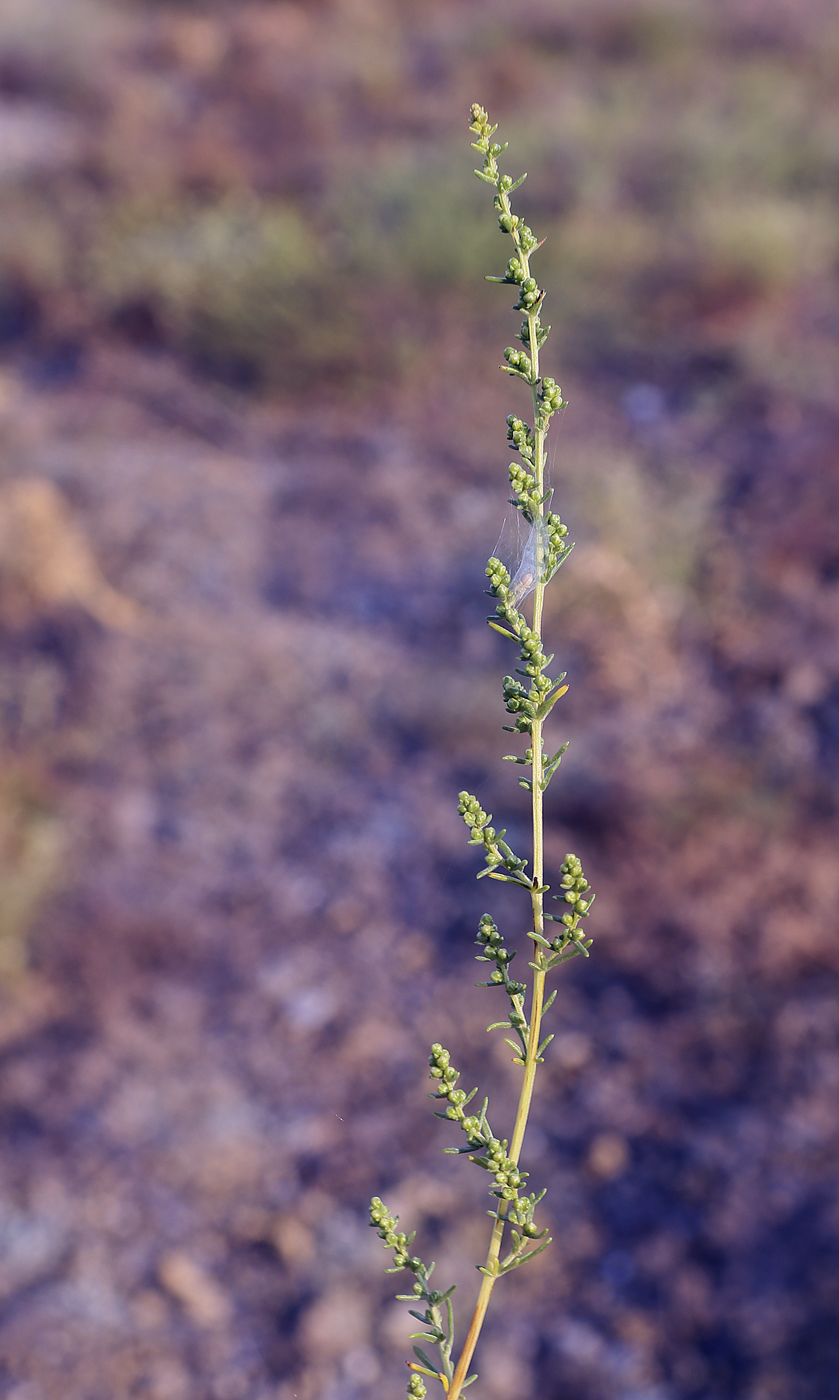 Изображение особи Artemisia arenaria.