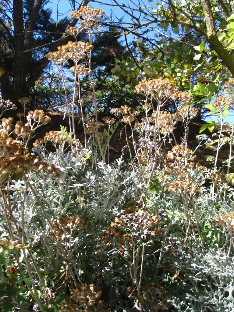 Изображение особи Senecio cineraria.