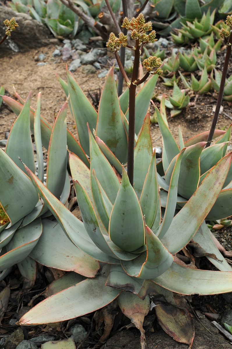 Изображение особи Aloe striata.