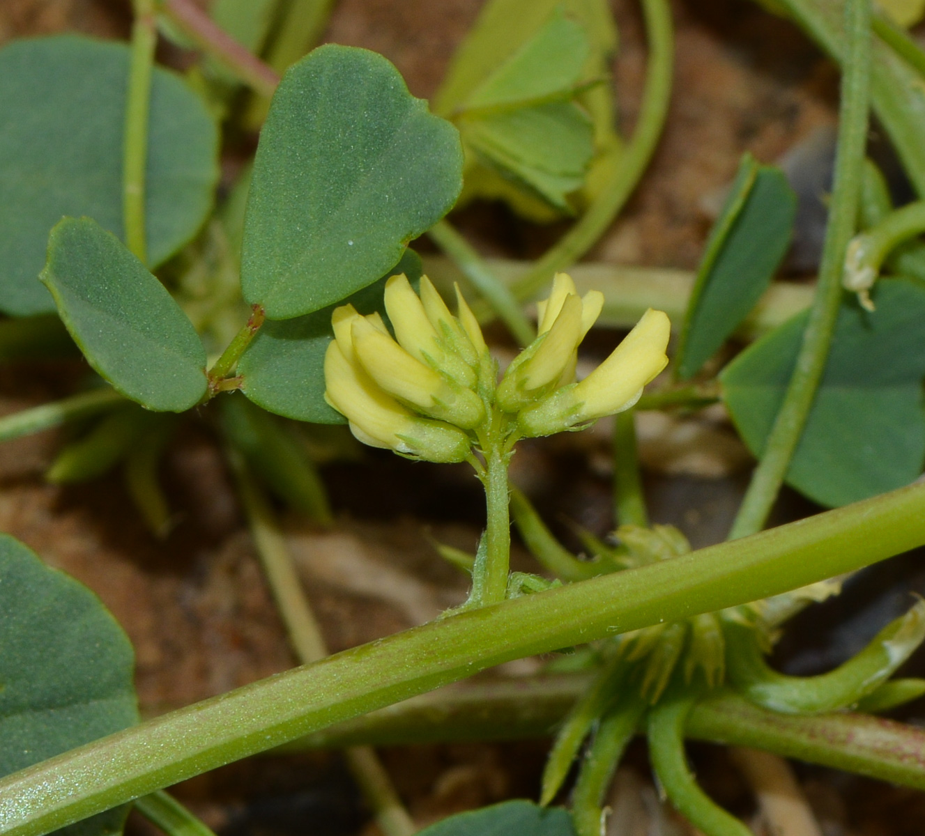 Изображение особи Trigonella stellata.