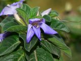 Barleria obtusa. Верхушка побега с отцветающим цветком. Израиль, Шарон, пос. Кфар Монаш, ботанический сад \"Хават Ганой\". 15.12.2015.
