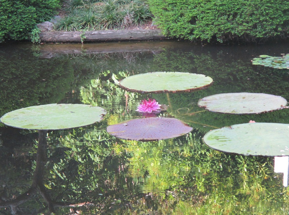 Image of Victoria amazonica specimen.