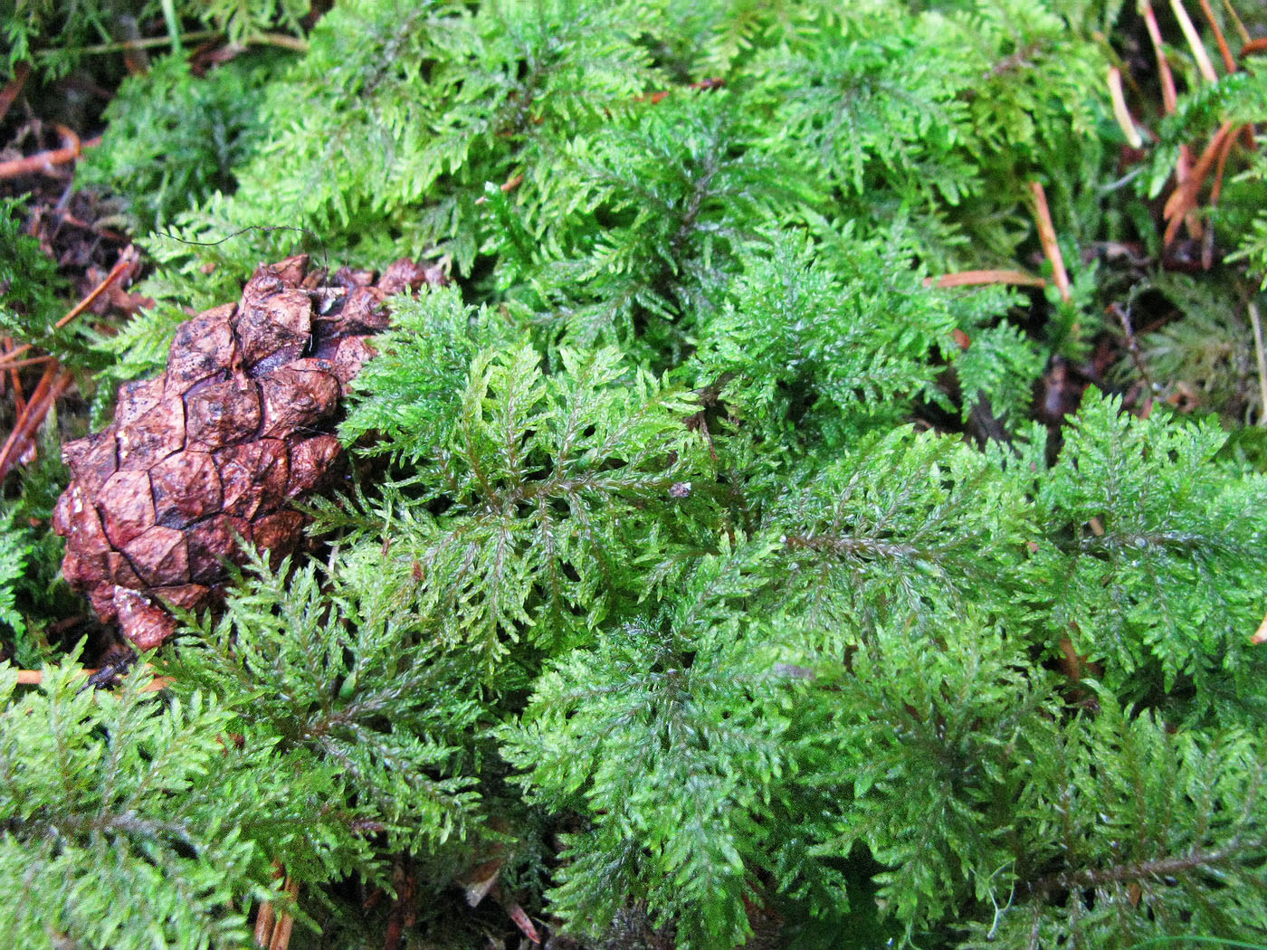 Изображение особи Hylocomium splendens.