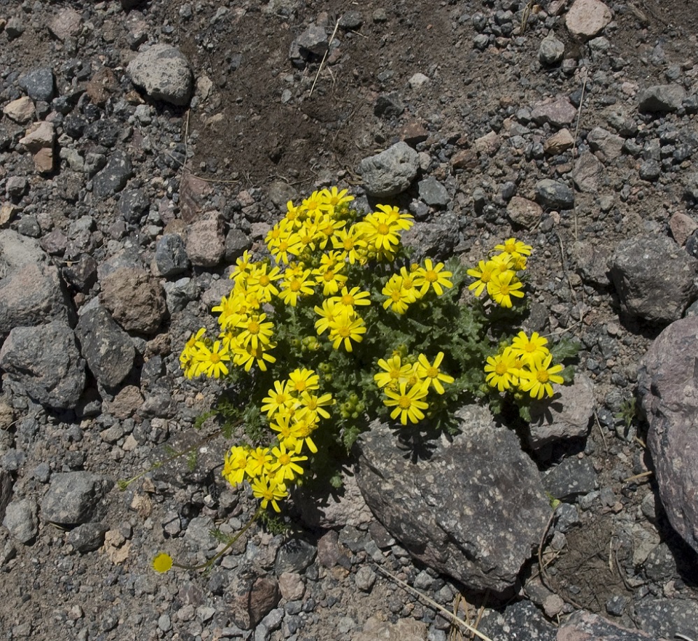 Изображение особи Senecio sosnovskyi.