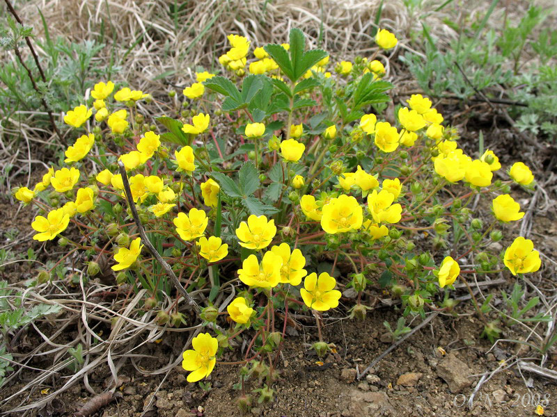 Image of Potentilla fragarioides specimen.