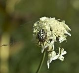 Cephalaria gigantea