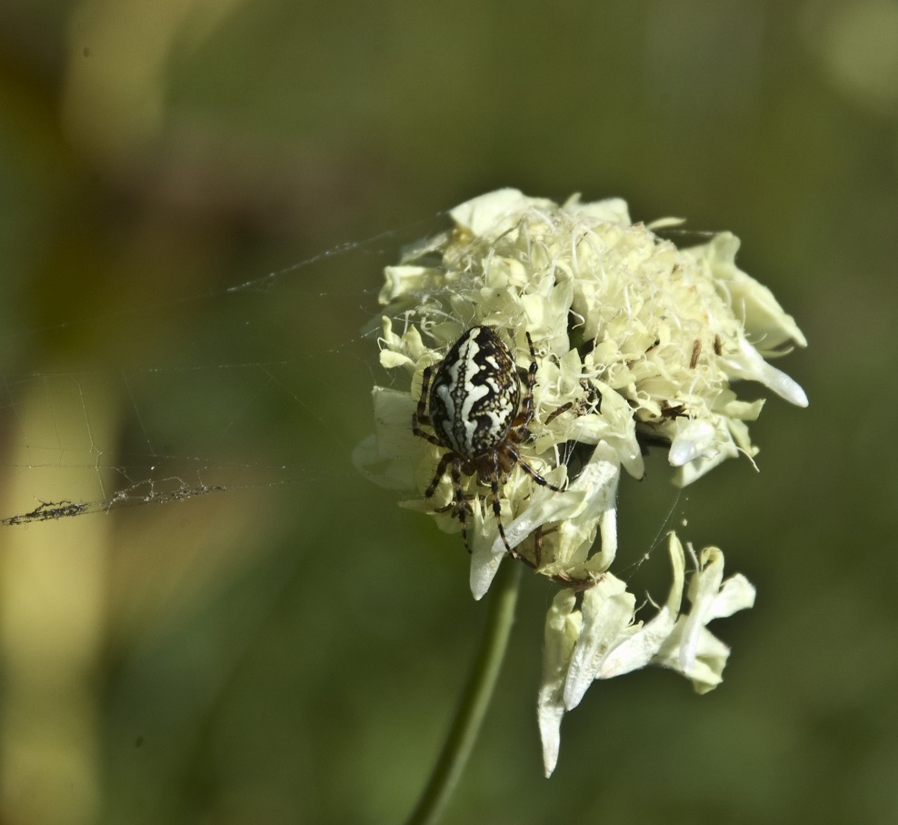 Изображение особи Cephalaria gigantea.