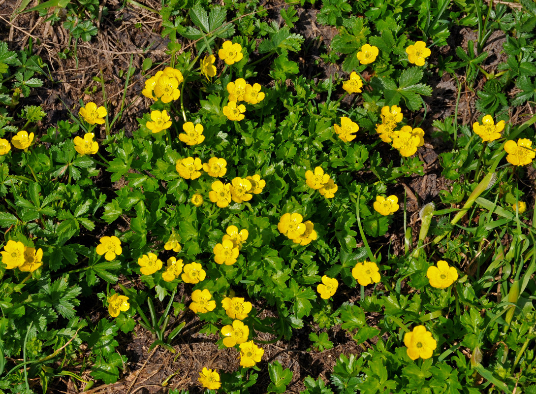 Изображение особи Ranunculus brachylobus.