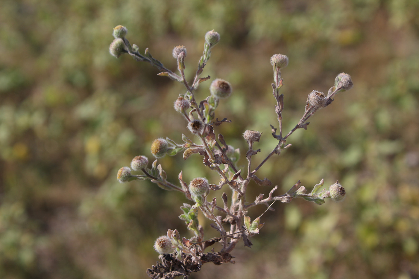 Image of Pulicaria vulgaris specimen.