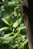 Phyteuma spicatum