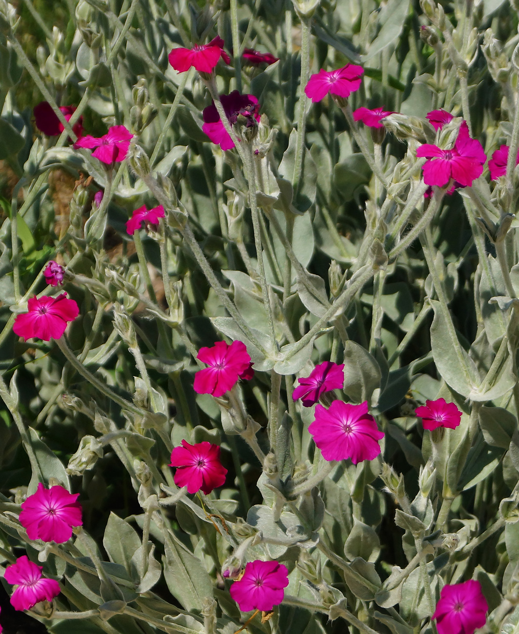 Изображение особи Lychnis coronaria.