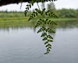 Cystopteris fragilis. Вайя с сорусами (абаксиальная сторона). Северный Урал, Пермский край, долина р. Язьва, скальник на левом берегу реки выше Ветлянского камня, в щели на каменном потолке грота. 18 августа 2017 г.