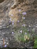 Campanula rotundifolia