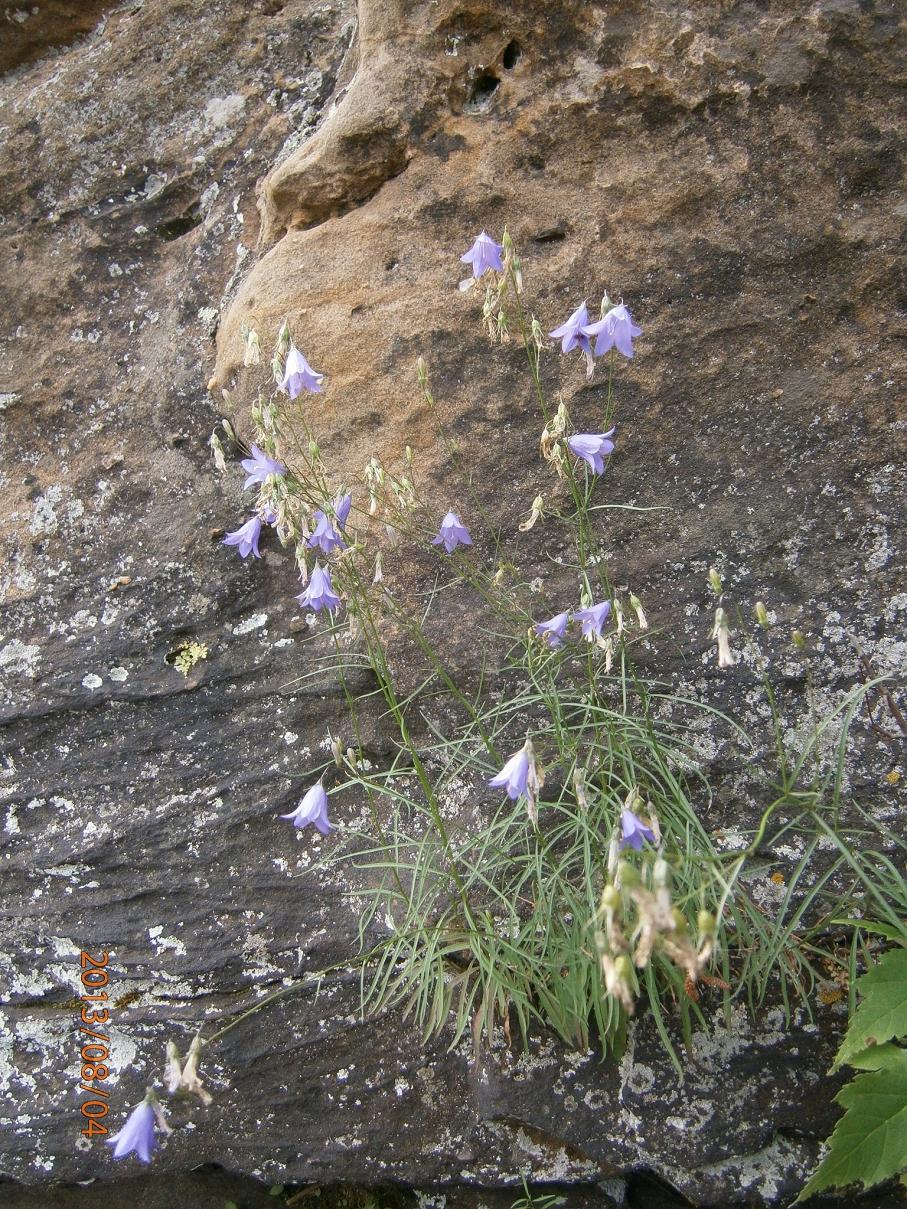 Image of Campanula rotundifolia specimen.