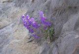 Campanula collina