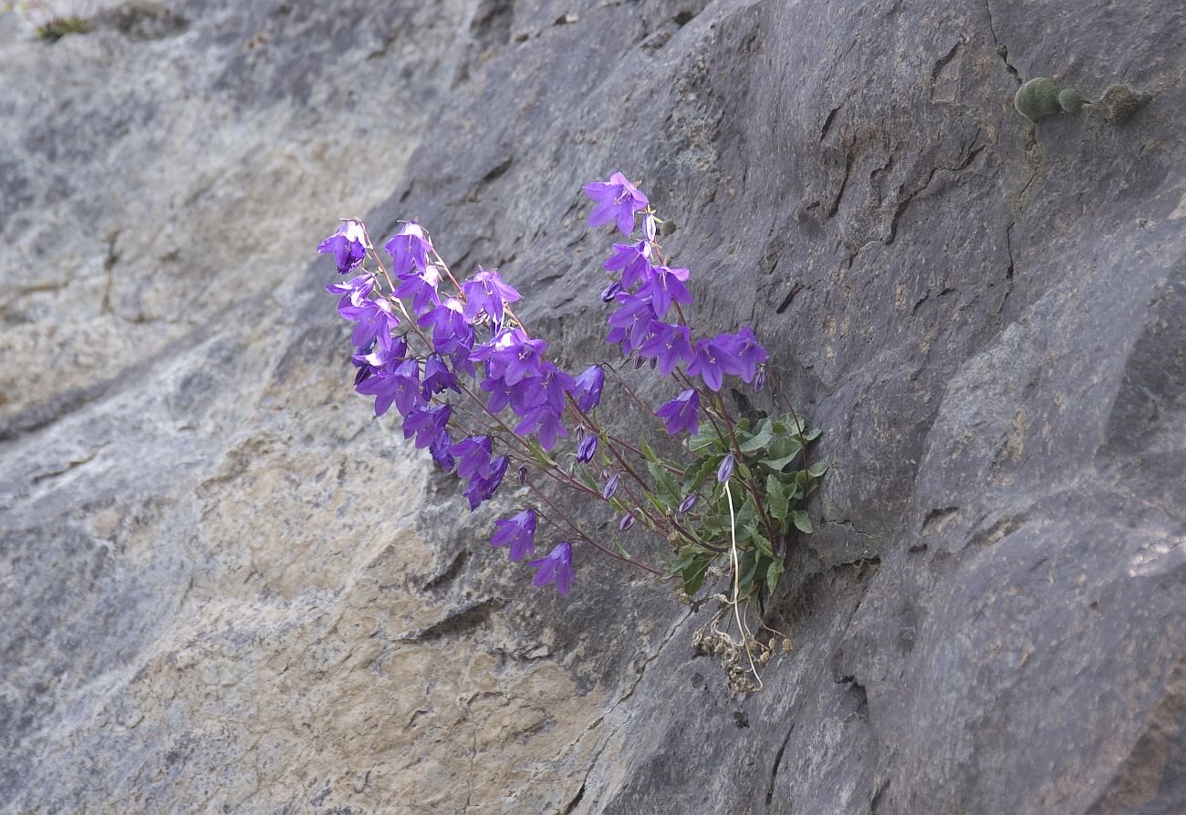 Image of Campanula collina specimen.