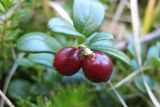 Vaccinium vitis-idaea. Плоды и листья. Республика Алтай, Усть-Коксинский р-н, бассейн р. Аккем, берег р. Текелю, хвойный лес. 07.09.2007.