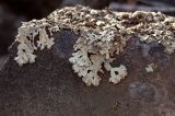 семейство Parmeliaceae