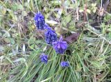 Muscari neglectum