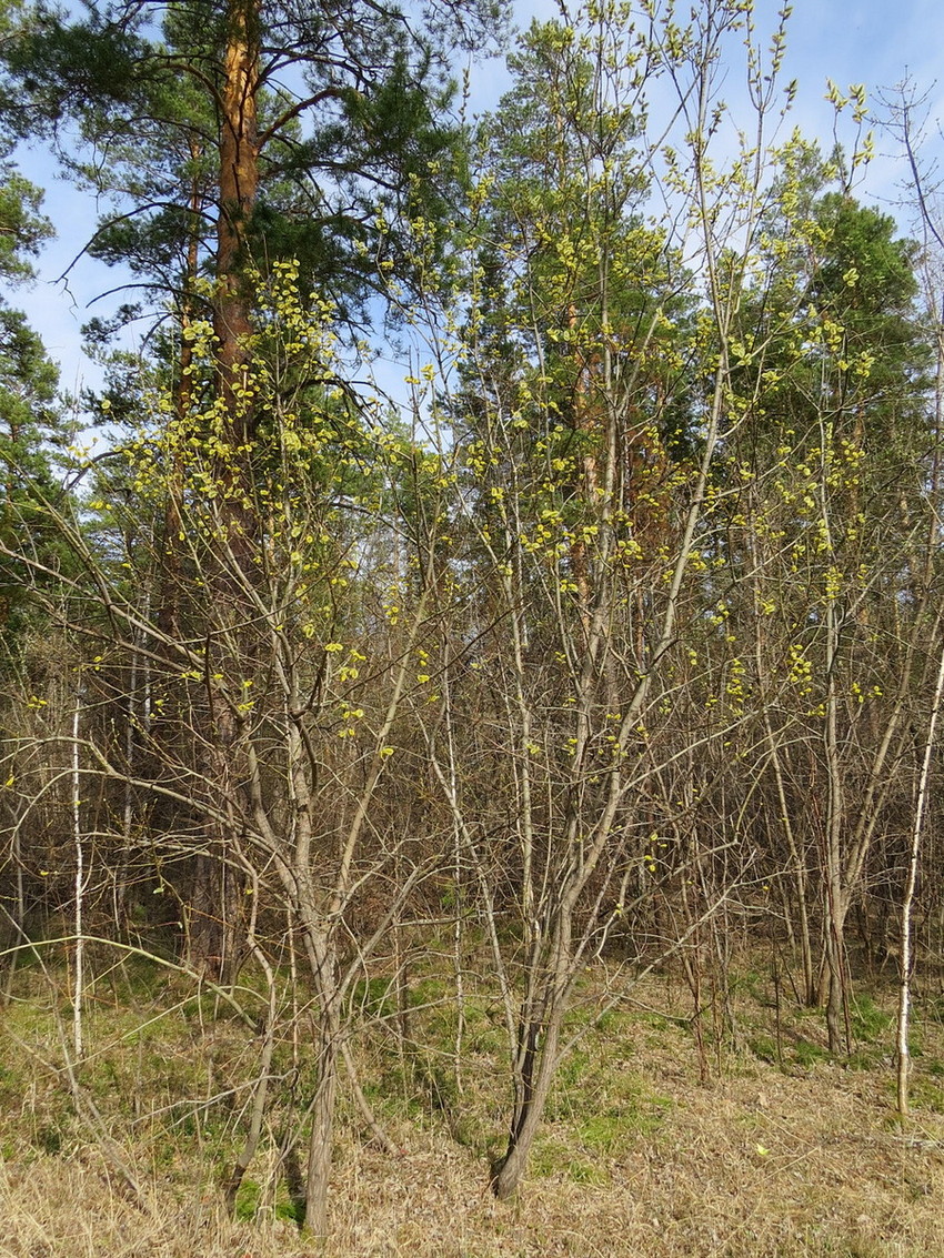 Image of Salix caprea specimen.