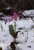 Erythronium sibiricum