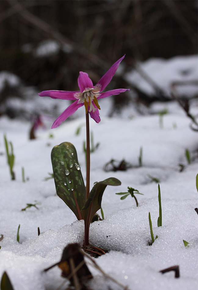 Изображение особи Erythronium sibiricum.