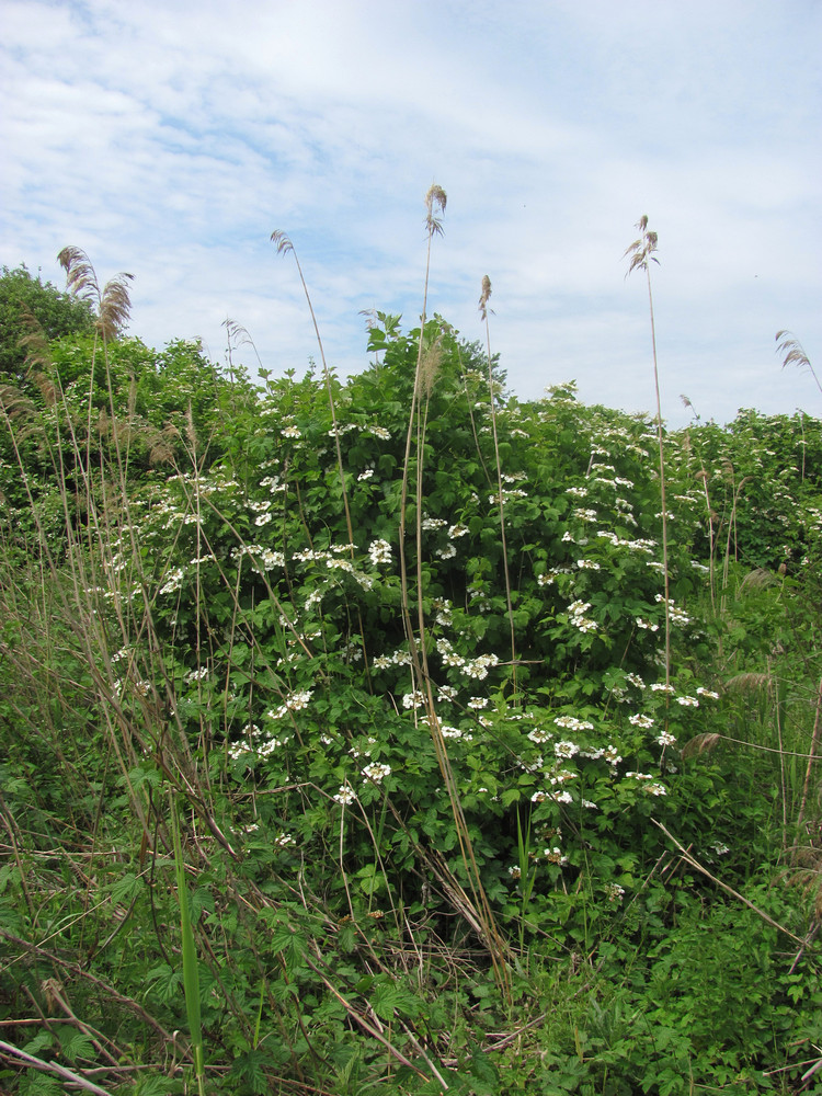 Изображение особи Viburnum opulus.