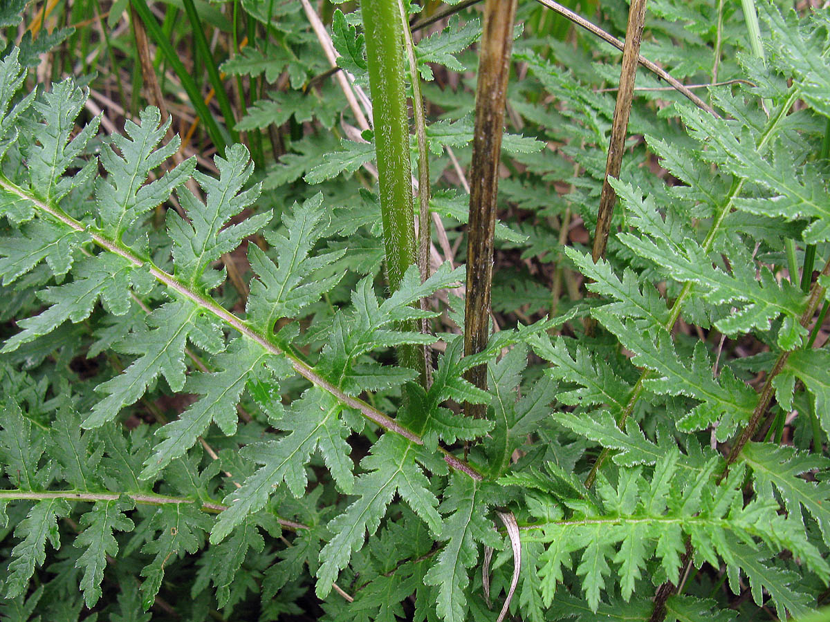 Изображение особи Pedicularis kaufmannii.