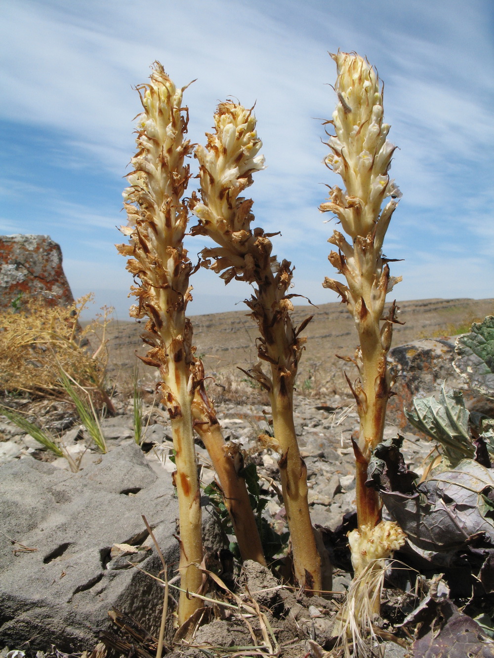 Image of Orobanche kotschyi specimen.