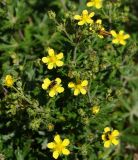 Potentilla canescens