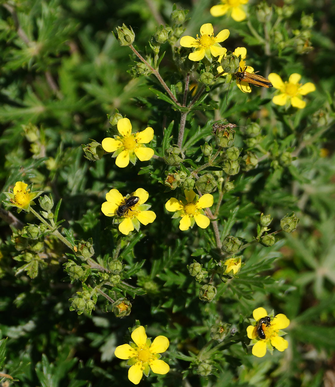 Изображение особи Potentilla canescens.