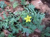 Potentilla bifurca