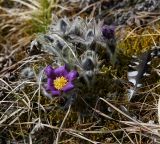 Pulsatilla patens. Цветущее и бутонизирующее растение на подушке из листостебельных мхов. Пермский край, Лысьвенский р-н, долина р. Чусовой, крутой склон камня Кирпичный, смешанный лес. 01.05.2018.