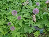 Allium rosenorum