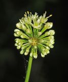 Allium ochotense