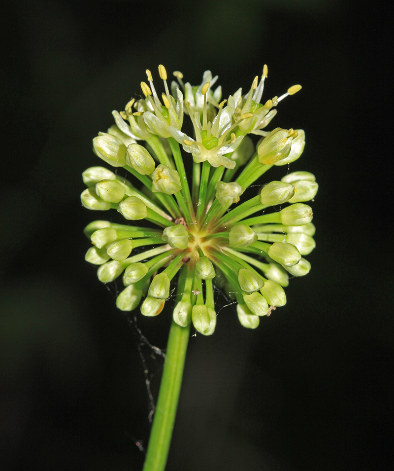 Изображение особи Allium ochotense.