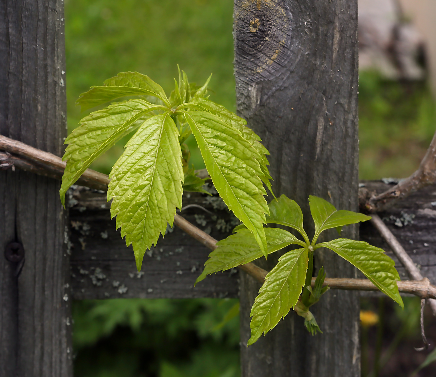 Image of Parthenocissus quinquefolia specimen.