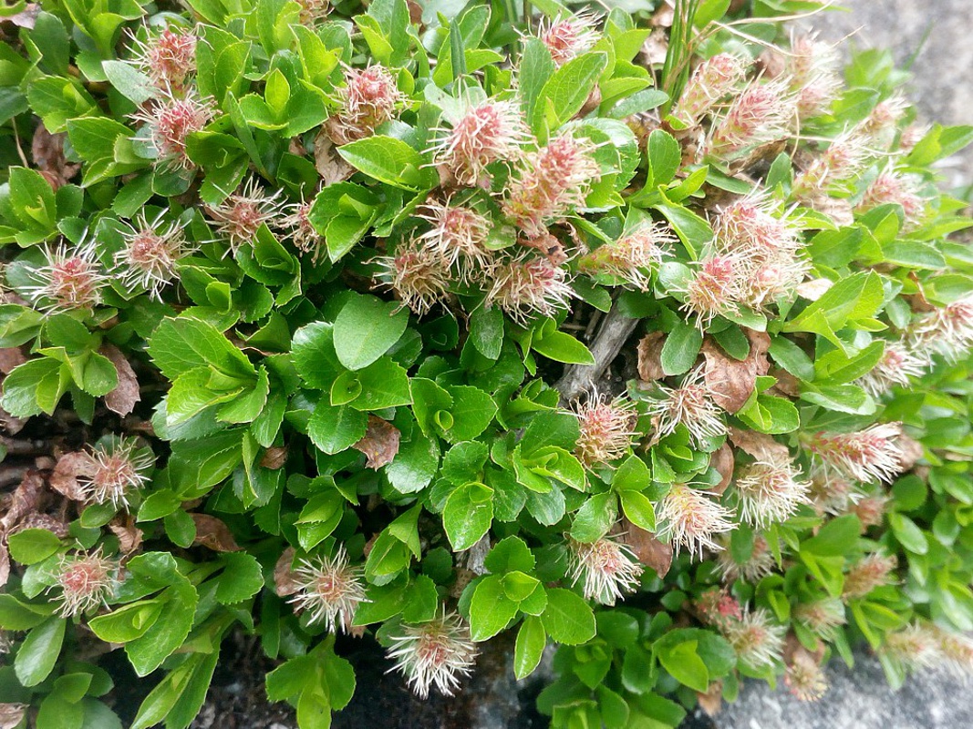 Image of Salix berberifolia specimen.