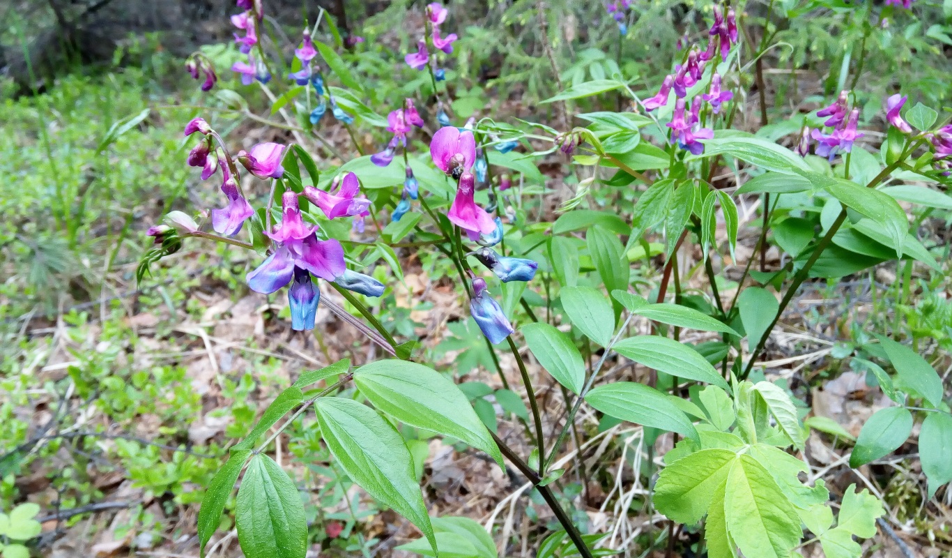 Изображение особи Lathyrus vernus.