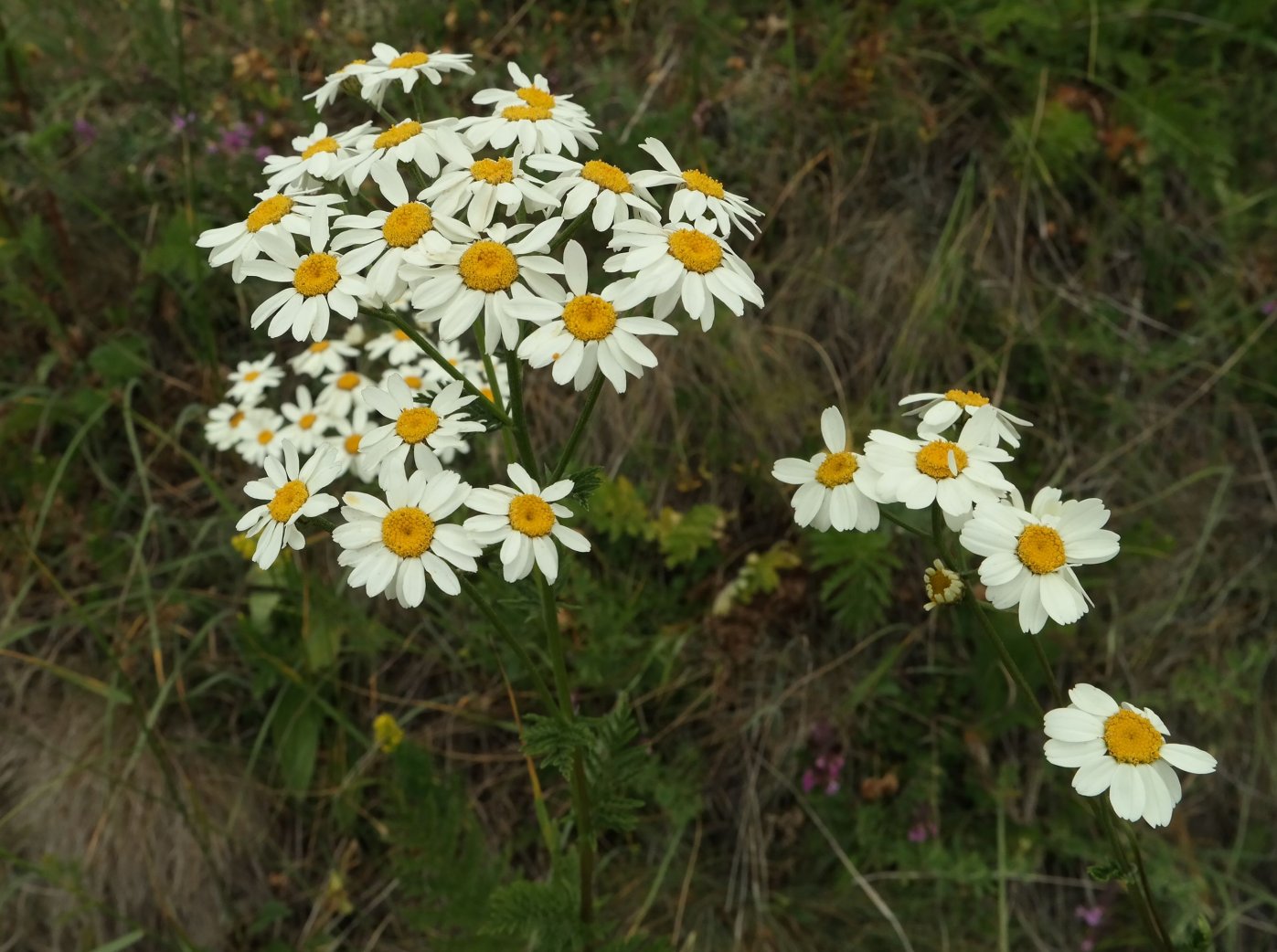 Изображение особи Pyrethrum corymbosum.