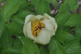 Paeonia macrophylla. Цветок и сегменты листьев. Грузия, Боржоми-Харагаульский национальный парк, маршрут №1; гребень горного отрога, край поляны рядом с Picea orientalis ≈ 1850 м н.у.м. 26.05.2018.