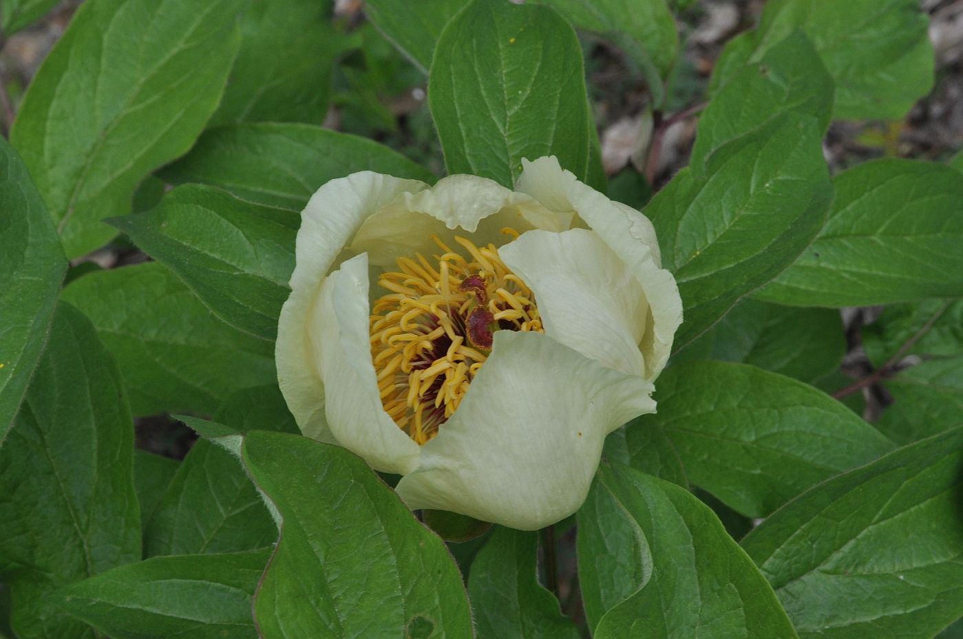 Image of Paeonia macrophylla specimen.