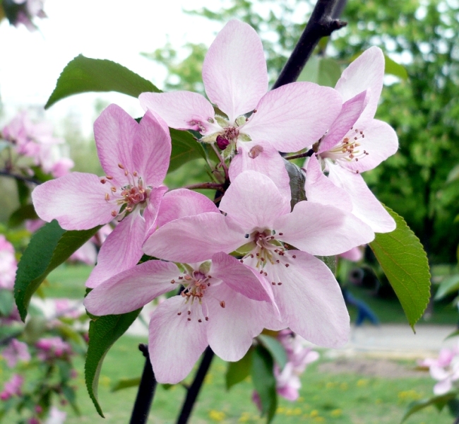 Image of genus Malus specimen.