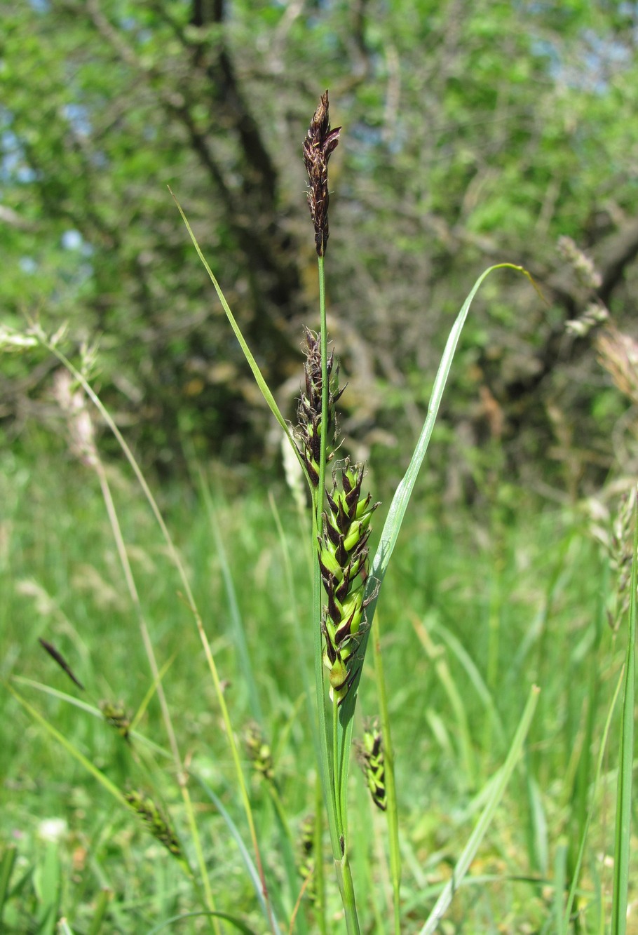 Image of Carex melanostachya specimen.