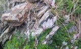 Astragalus levieri